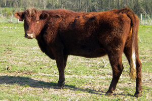 Saler Cattle